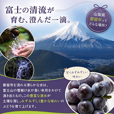 【2026年発送分先行受付】ピオーネ合計約1kg(2～3房)