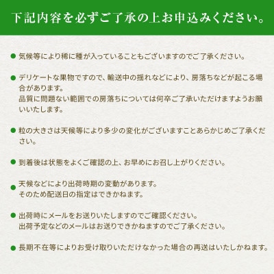 【2026年発送分先行受付】シャインマスカット約2.4kg(4～5房)