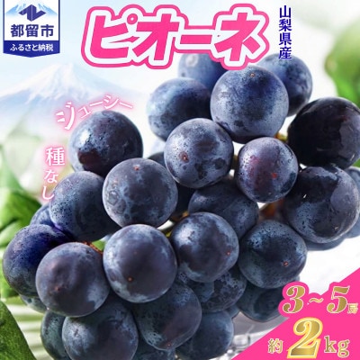 【2027年発送】ピオーネ 3～5房(計約2.0kg)山梨県産フルーツ