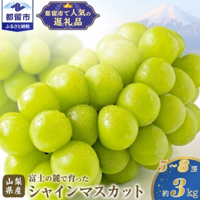 【2027年発送】シャインマスカット 5～8房(計約3.0kg)山梨県産フルーツ