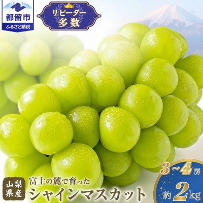 【2027年発送】シャインマスカット 3～4房(計約2.0kg)山梨県産フルーツ