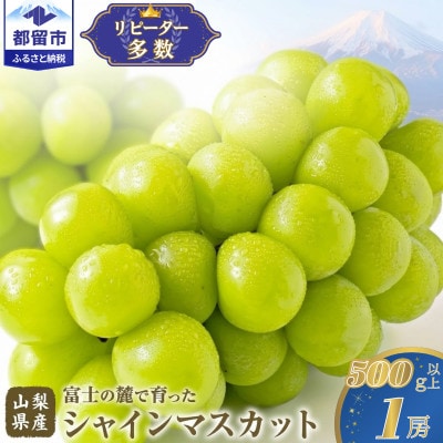 【2027年発送】シャインマスカット1房(500g以上)山梨県産フルーツ