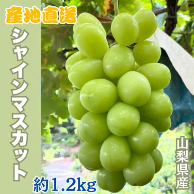 【2025年収穫分先行受付】鮮度抜群 産地直送シャインマスカット2房(約1.2kg)