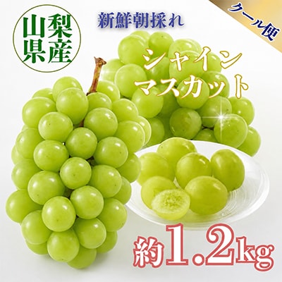【2026年収穫分先行受付】鮮度抜群 産地直送シャインマスカット2房(約1.2kg)