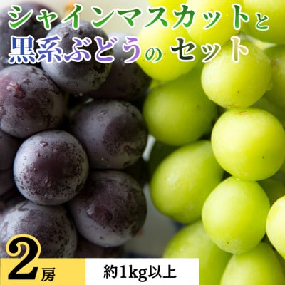 シャインマスカットと黒系ぶどう(藤稔・ピオーネなど)のセット　2房　約1.0kg以上
