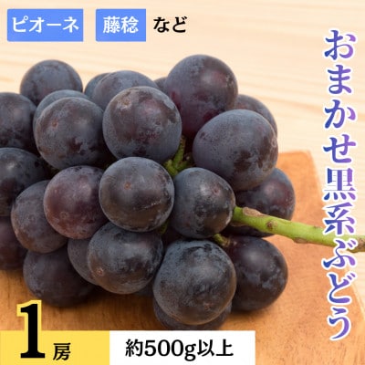 おまかせ黒系ぶどう(藤稔・ピオーネなど)　1房　約500g以上