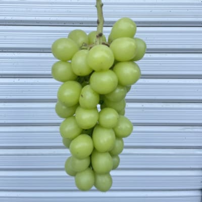 ご家庭用シャインマスカット「訳あり」　2房　約1.0kg以上