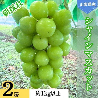 �V���C���}�X�J�b�g�@2�[�@��1.0kg�ȏ�
