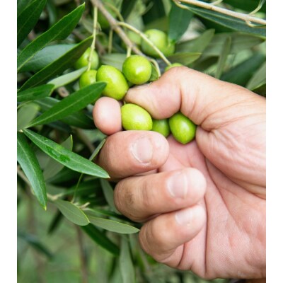 小豆島産　新漬けオリーブ　6袋セット