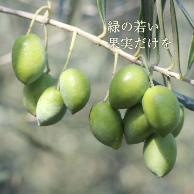 【井上誠耕園】～2024年とれたて～ 新漬けオリーブ ピクアル種 80g×10袋