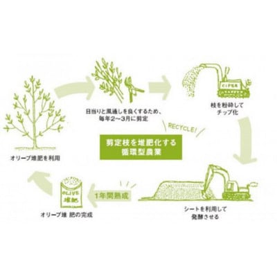 オリーブの苗木2本(50cm)セットとオリーブたい肥1袋