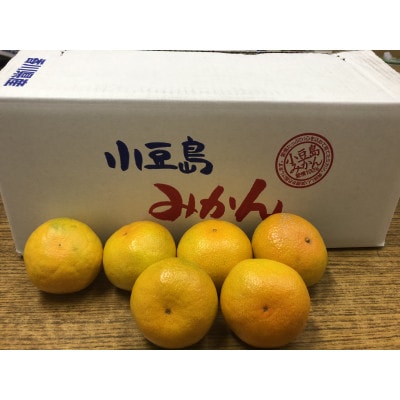 温州みかん 約6kg