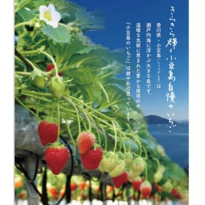 小豆島女峰いちご 化粧箱入り 約400g