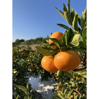 �y����n�ՁE���ʊ��z�����g�����݂���u������Ƒ傫��2L�T�C�Y�v��5kg