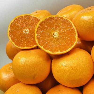 【期間限定!】濃厚でとろける果肉「せとか」　約5kg