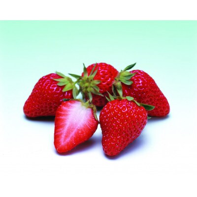 【発送月固定定期便】小豆島町フルーツ定期便(女峰いちご+シャインマスカット)全2回