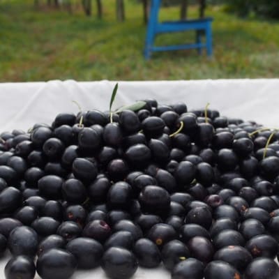 【奇跡の雫】小豆島産オーガニックオリーブスキンケアオイル 30mL