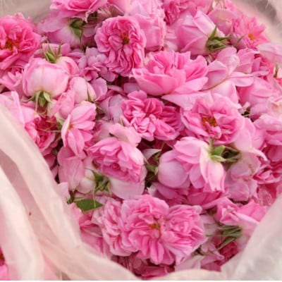 【奇跡の雫】小豆島産オーガニックオリーブ&ローズスキンケアオイル 30mL