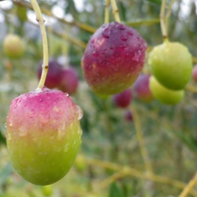 小豆島産有機栽培オリーブ石鹸(80g)自社農園の有機オリーブオイルを贅沢に使用した無添加石鹸