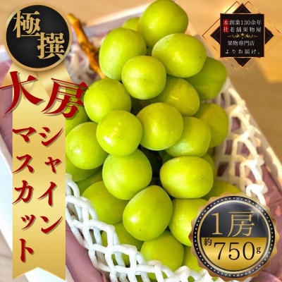 【2025年8月中旬より順次発送】極撰!大房シャインマスカット　1房(約750g)