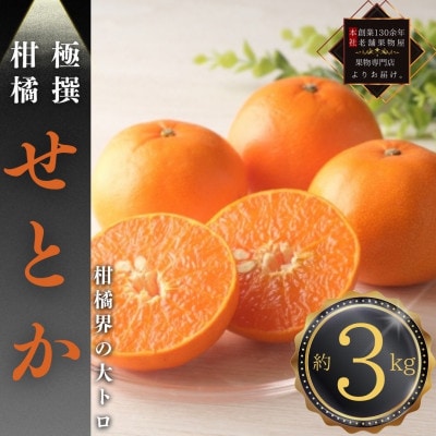 【2026年2月中旬より順次発送】柑橘界の大トロ!せとか　約3kg
