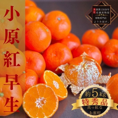 【2025年11月中旬より順次発送】特秀品!真っ紅なお蜜柑「小原紅早生」約5kg