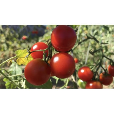 【自然農】季節のお野菜セット(約10品)