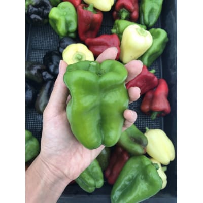 【自然農】季節のお野菜セット(約10品)