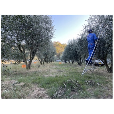 小豆島産100% ExtraVirgin オリーブオイル 108g×1本