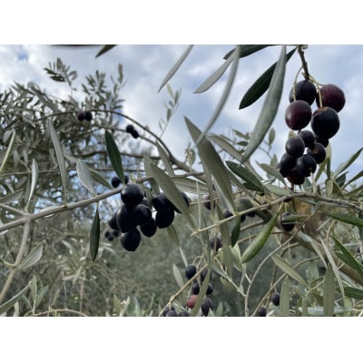 小豆島産100% ExtraVirgin オリーブオイル 108g×1本