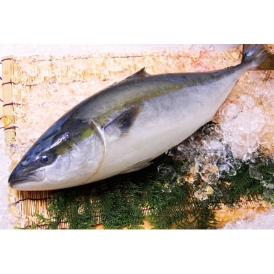 【1月発送】ひろびろいけすぶり(フィレ・片身)1枚