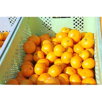 上野果樹園の「石地温州」 5kg