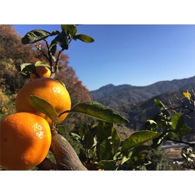 大村農園の高糖系温州みかん「青島温州」 5kg