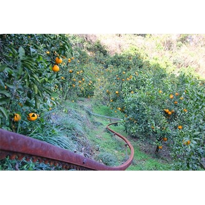 大村農園の「不知火」 5kg