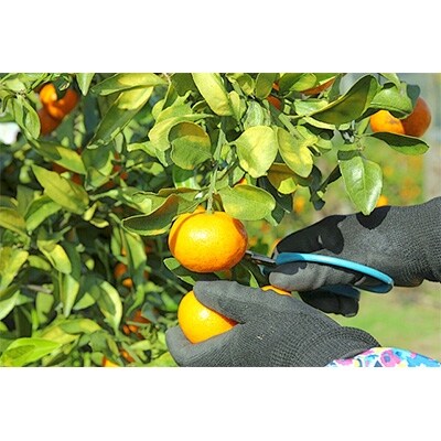 和田果樹園の「石地温州」 5kg
