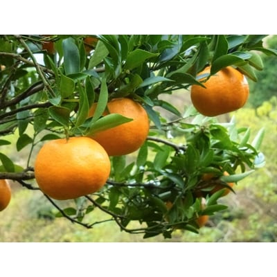 ぽんかん　10kg【大分県津久見市】