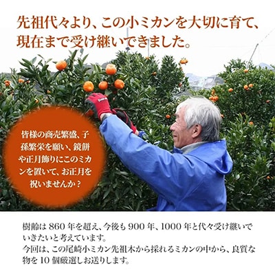 [国指定天然記念物]尾崎小ミカン先祖木の小ミカン