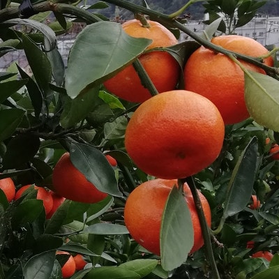 麗紅　3kg