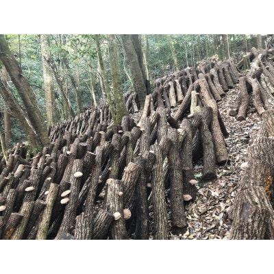 大分県産 訳あり小粒どんこ椎茸50g×10パック(津久見市)