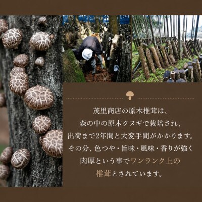 訳あり 不揃い原木椎茸 10袋セット(津久見市)