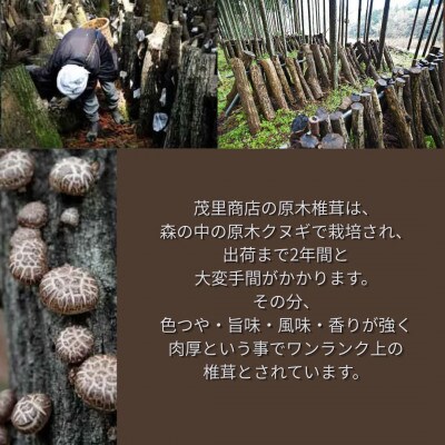訳あり 不揃い原木椎茸 50袋セット(津久見市)