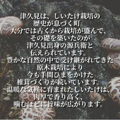 訳あり不揃い 椎茸 約500g (津久見市)