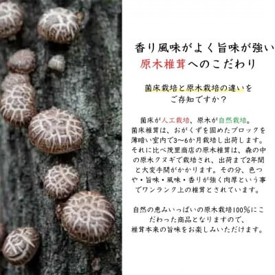 訳あり不揃い 椎茸 約500g (津久見市)