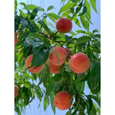 北信州産「桃」約2～2.5kg(6～9玉入)