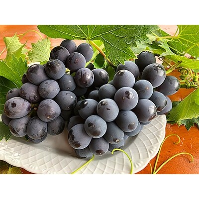 北信州産種なし巨峰2房(400g～500g×2房)