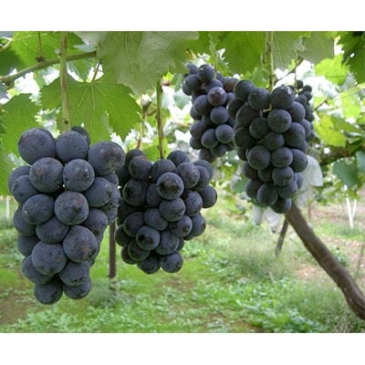 北信州産種なし巨峰2房(400g～500g×2房)