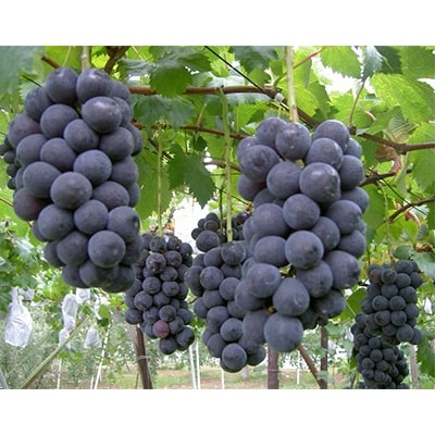 北信州産種なし巨峰2房(400g～500g×2房)