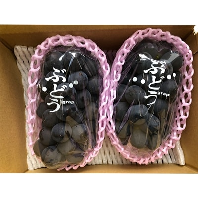 北信州産種なし巨峰2房(400g～500g×2房)