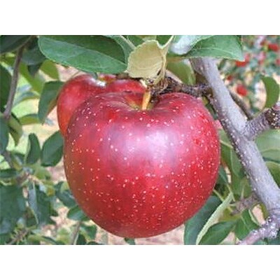 秋映　約5kg(12～18個入り)