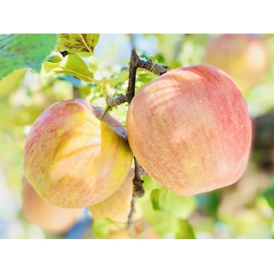 シナノスイート　約3kg(6～10個入り)